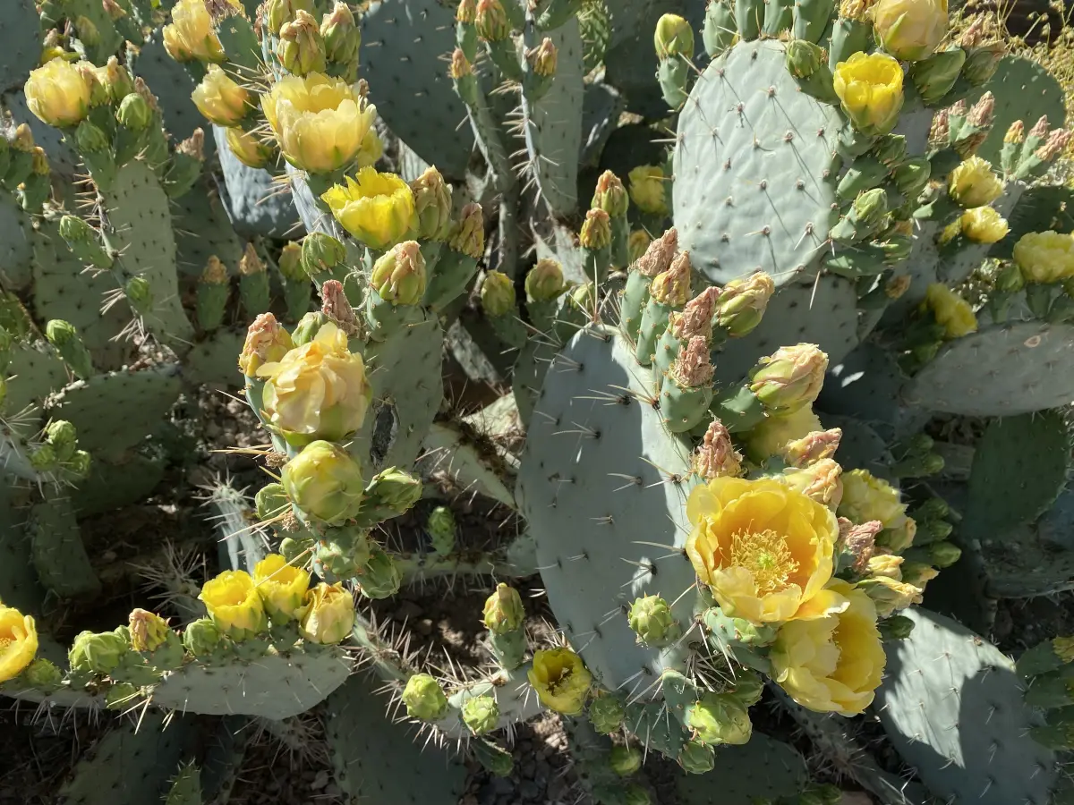 Prickly pear cactus in yellow bloom.