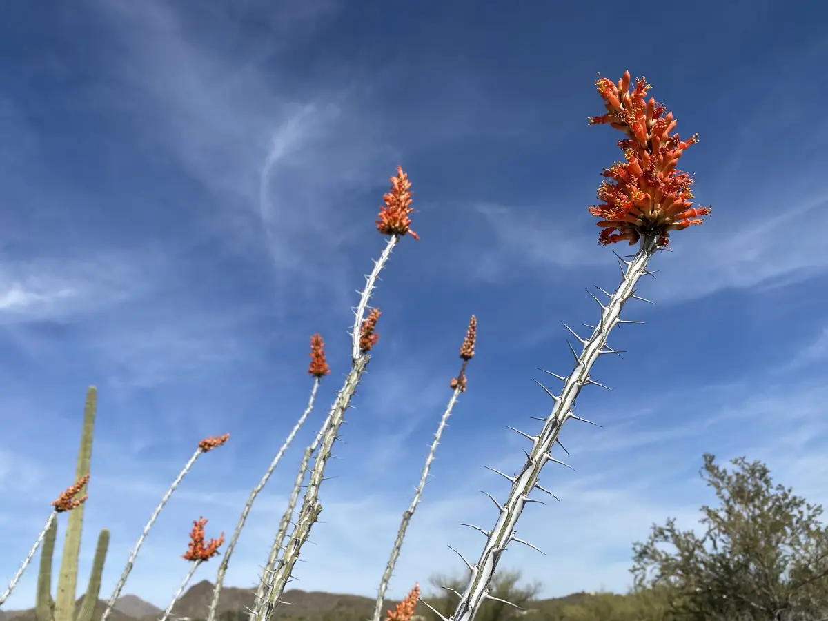 Ocotillo blooms against a clear desert sky.